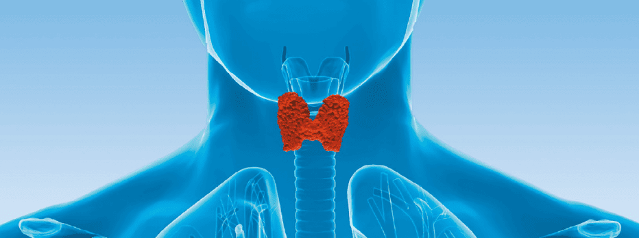 Щитовидна залоза